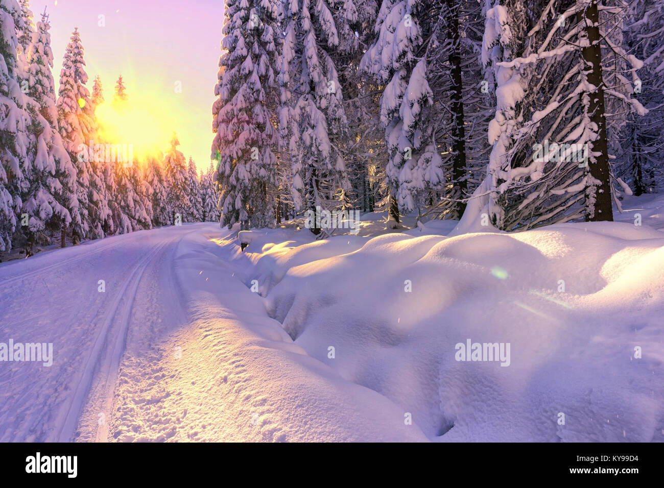 Vue panoramique sur le coucher du soleil dans une forêt de montagne d'hiver. Les arbres couverts de neige fraîche. Pistes de ski de fond. Montagnes Karkonosze, Giant, en Pologne. Banque D'Images