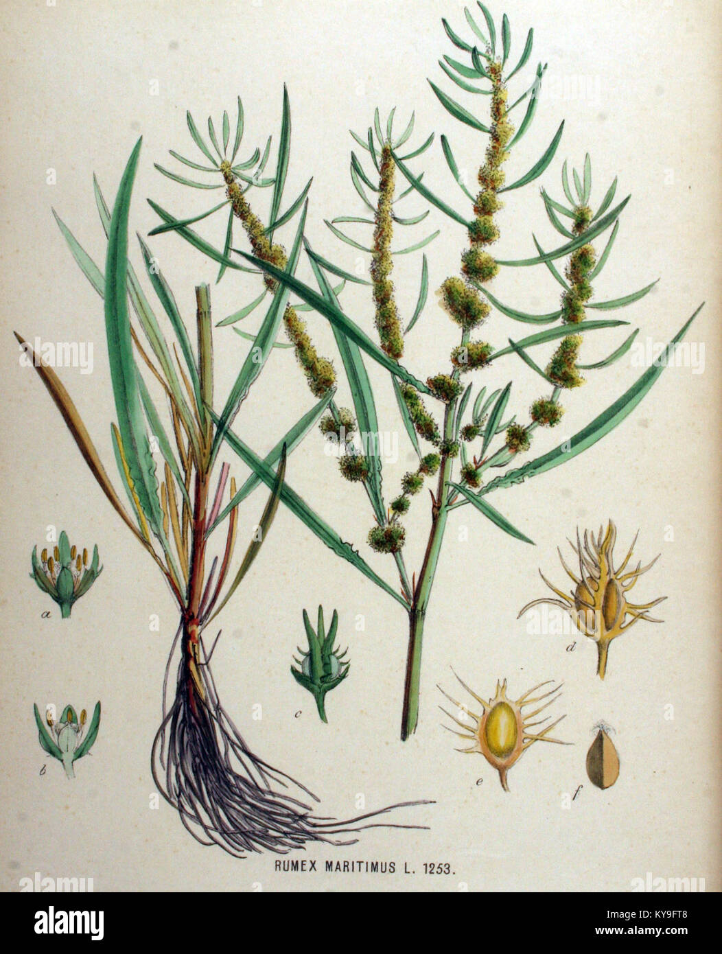 Une illustration botanique de Rumex maritimus, présentée dans la série Flora Batava, volume 16. Cette image met en évidence les caractéristiques de la plante et sa place dans les études botaniques néerlandaises. Banque D'Images