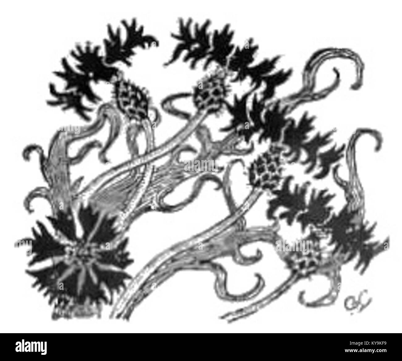 Une page de *Z cyklu wigilii* de Stanisław Wyspiański, illustrant les coutumes polonaises de la veille de Noël, y compris les rituels traditionnels, les réunions de famille et les célébrations culturelles. Banque D'Images