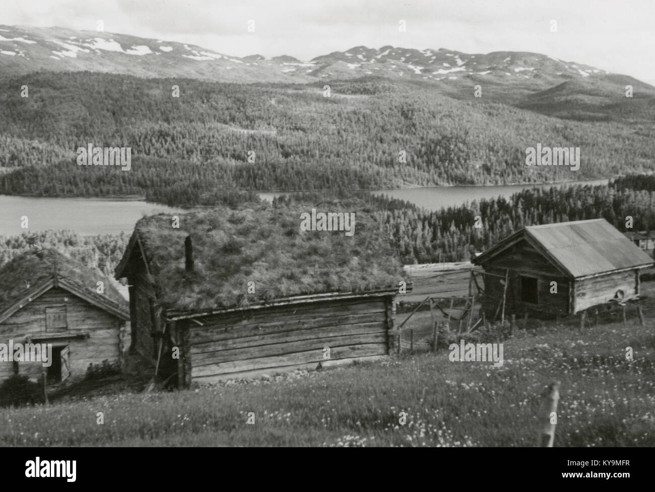 Photographie de la ferme Nystog à Austbø, Telemark, Norvège, montrant les bâtiments agricoles traditionnels, le paysage rural et le patrimoine norvégien. Banque D'Images