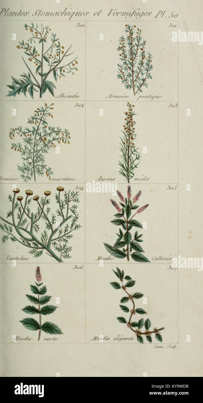 Plantes usuelles, indigènes et exotiques (Pl. 50) (6103453729) Banque D'Images