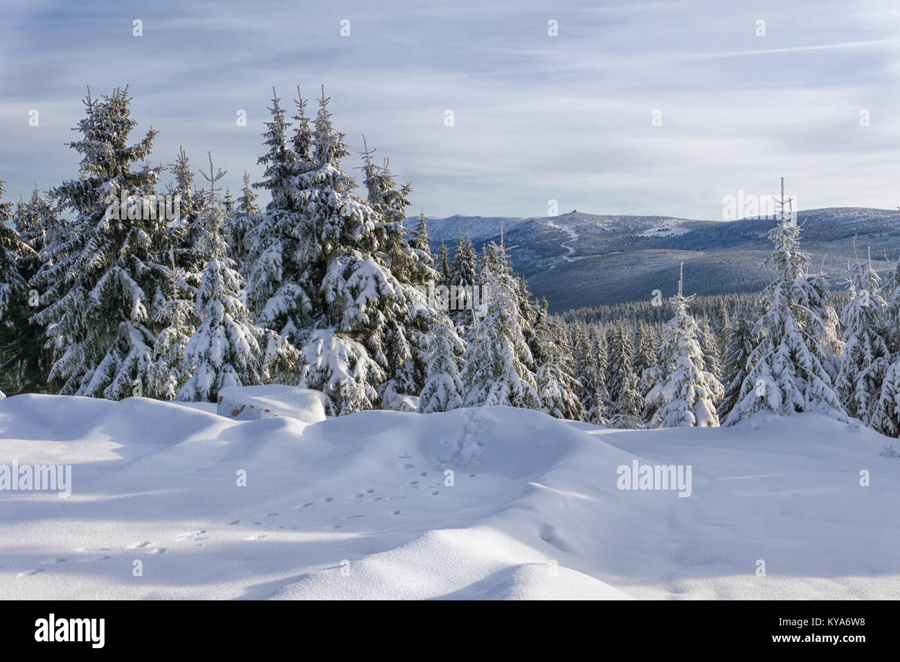 Paysage d'hiver, les arbres dans les montagnes couvertes de givre en journée ensoleillée et des pistes d'animaux sur la neige. Szrenica pic en arrière-plan. Karkonosze. Banque D'Images