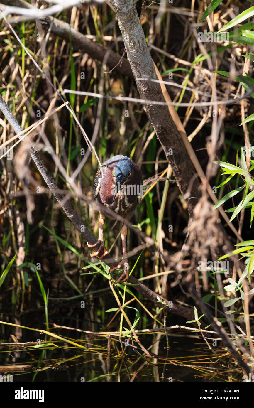 Un héron vert à la recherche de nourriture dans les marais des Everglades Banque D'Images