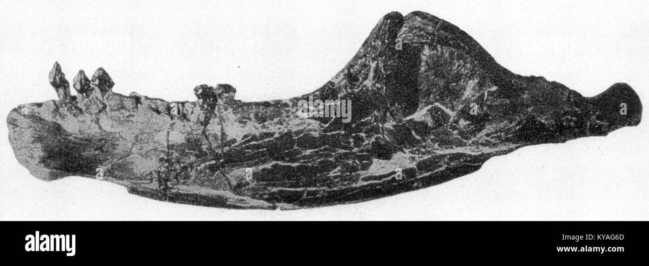 La mandibule de Stegoceras est la mâchoire inférieure de Stegoceras, un dinosaure herbivore du Crétacé supérieur, fournissant des informations sur son anatomie, sa structure crânienne et ses adaptations alimentaires. Banque D'Images