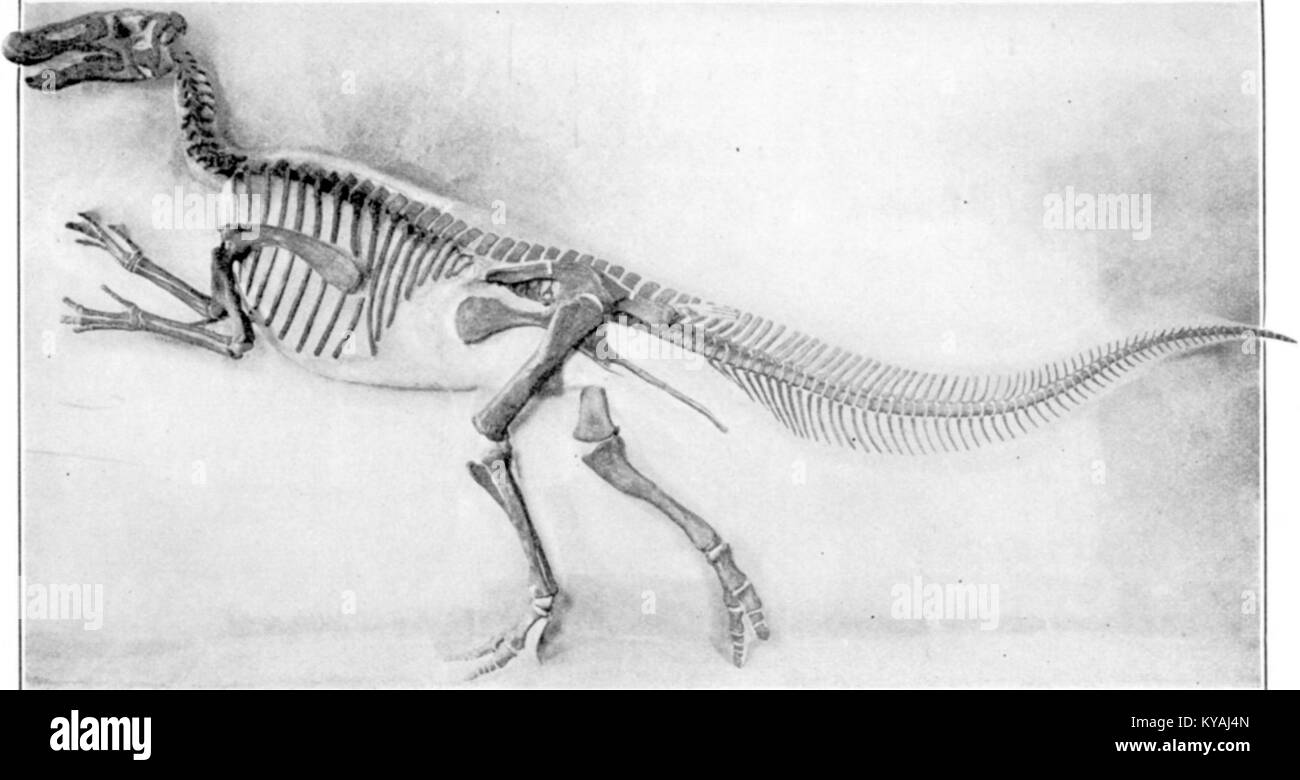 Squelette monté d'Edmontosaurus, un dinosaure hadrosauridé du Crétacé supérieur, exposé pour étude paléontologique et exposition. Banque D'Images