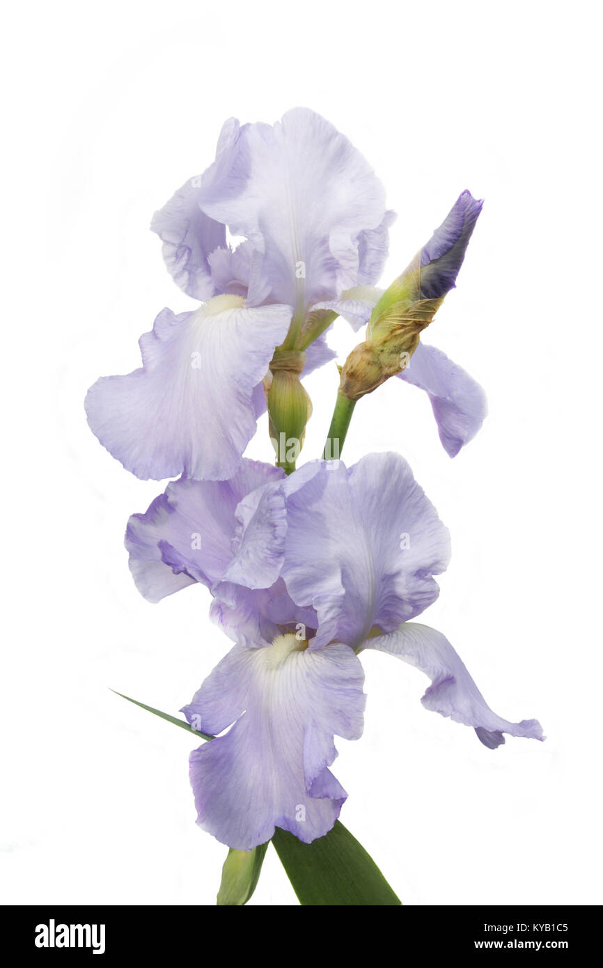 Iris fleurs bleu délicat direction libre sur un fond blanc Banque D'Images