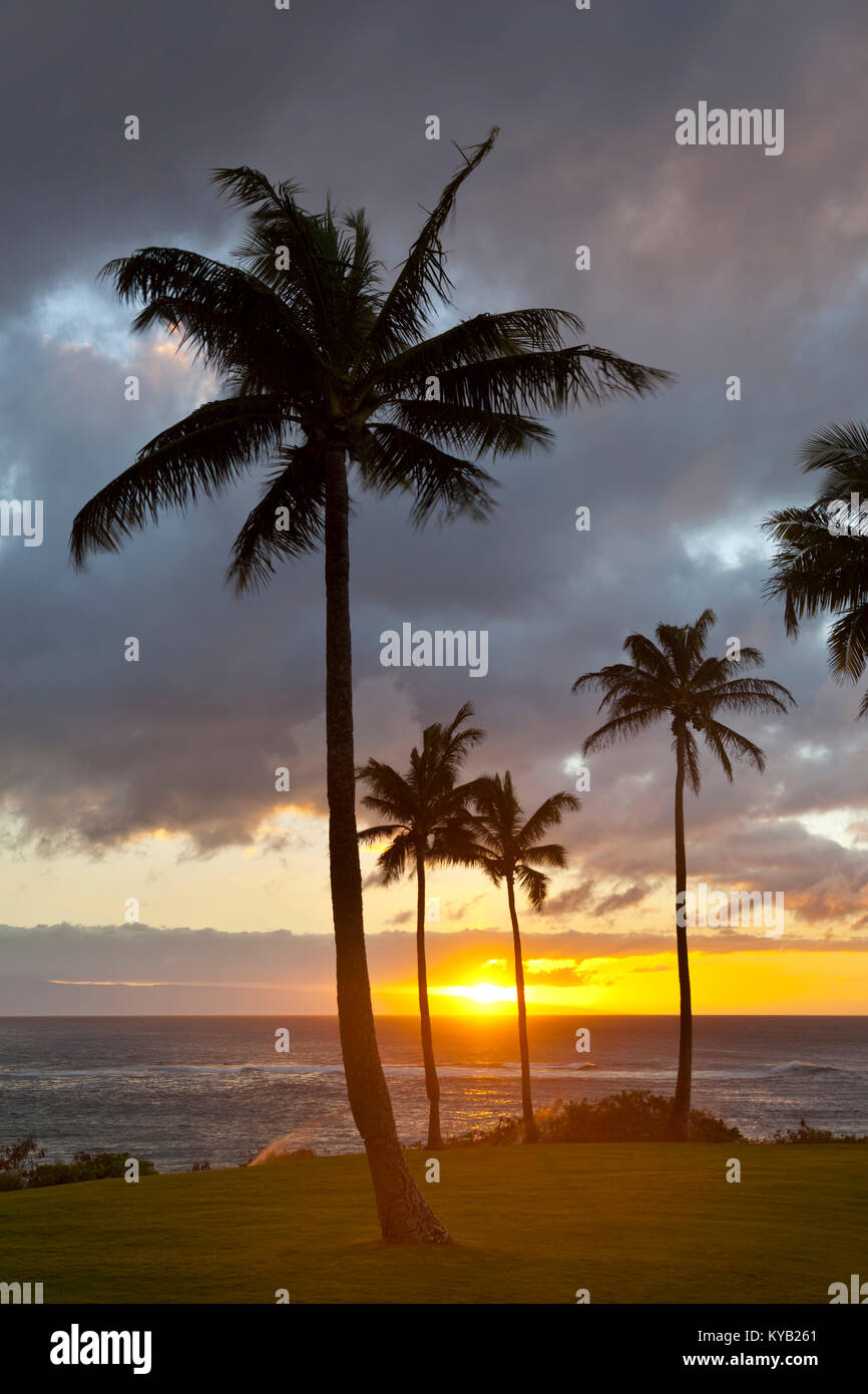 Palmiers le long de la côte rocheuse à Napili Point au coucher du soleil à Maui, Hawaii. Banque D'Images