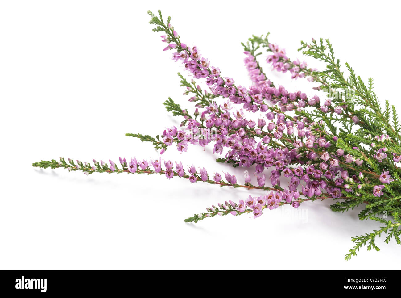 Purple Heather fleurs isolé sur fond blanc Banque D'Images