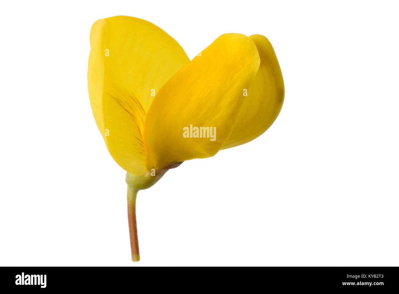 Fleur de genêt isolé sur fond blanc Banque D'Images