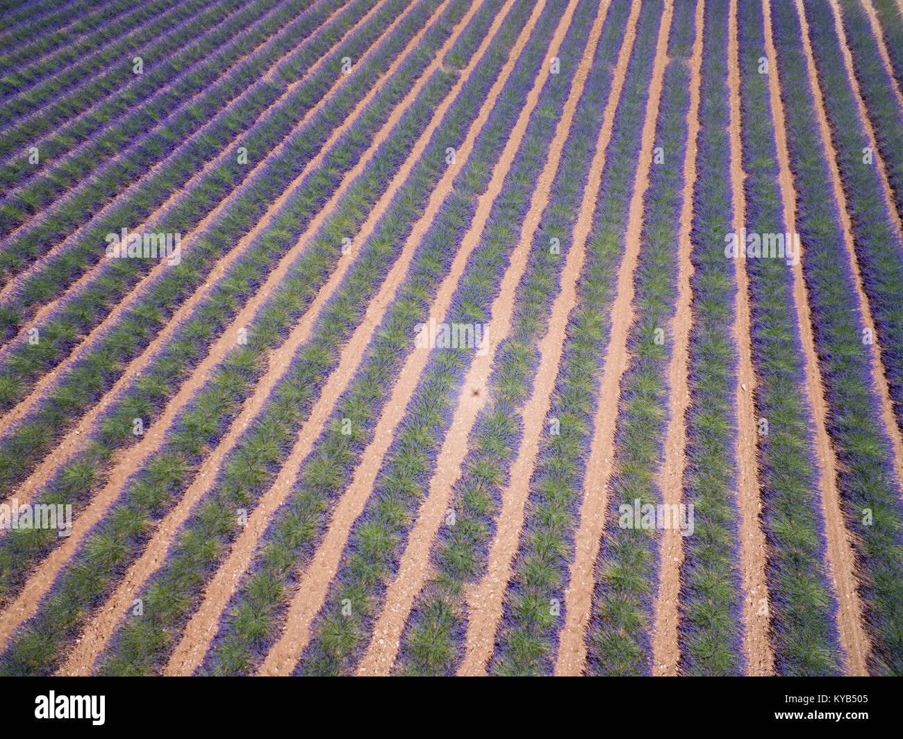 Provence, champ de lavande. Plateau de Valensole, France Banque D'Images