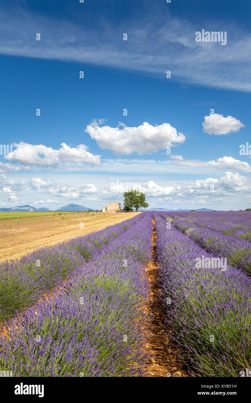 Provence, champ de lavande. Plateau de Valensole, France Banque D'Images