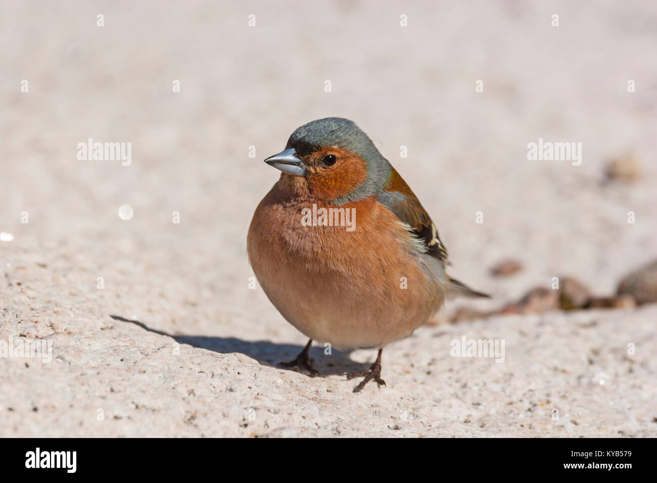 Chaffinch (Fringilla coelebs) mâle Banque D'Images
