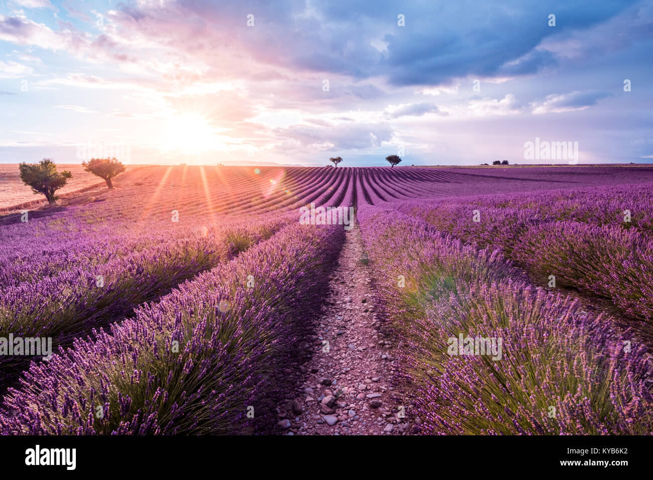Provence, champ de lavande au coucher du soleil. Plateau de Valensole, France Banque D'Images