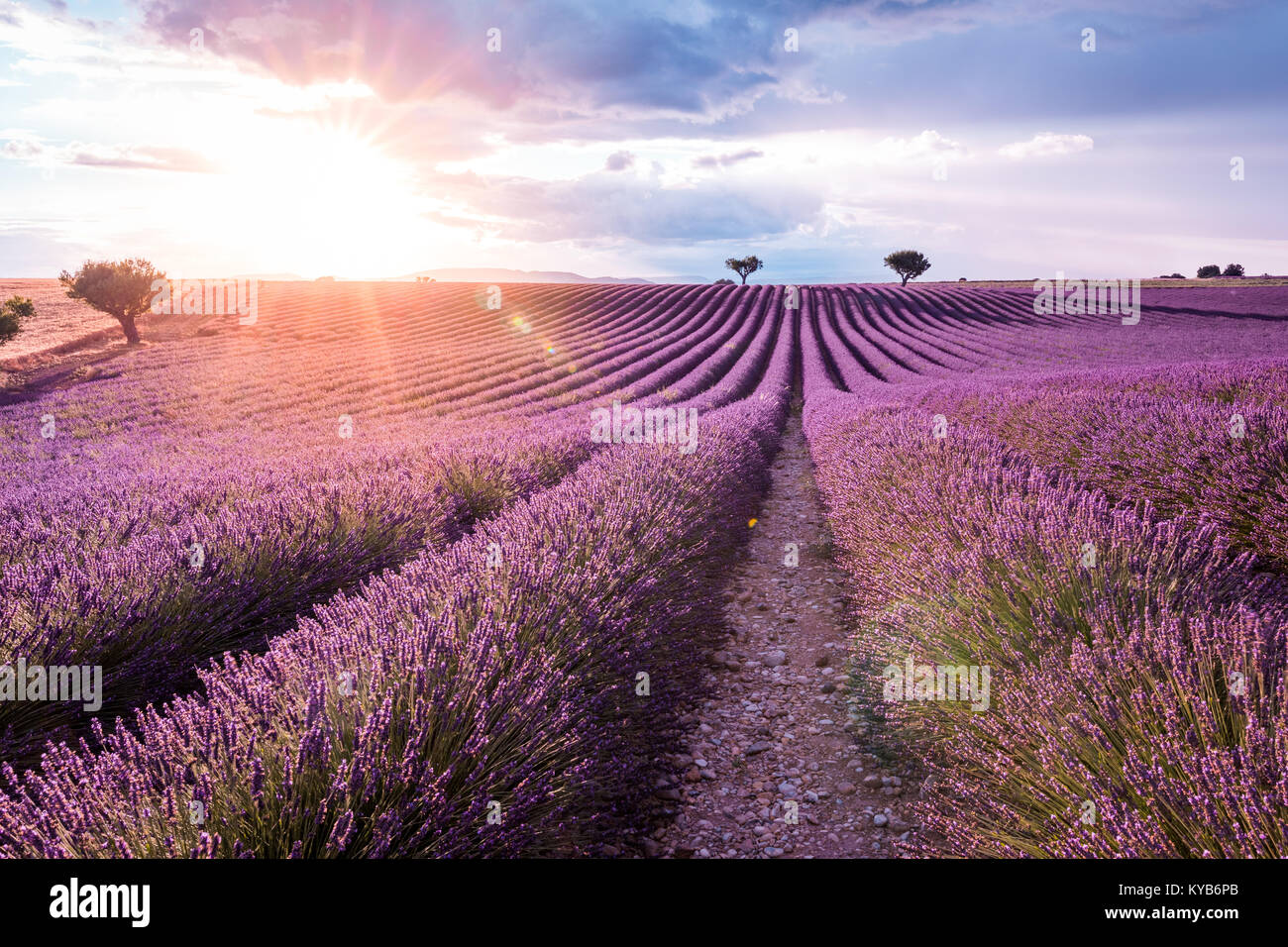 Provence, champ de lavande au coucher du soleil. Plateau de Valensole, France Banque D'Images