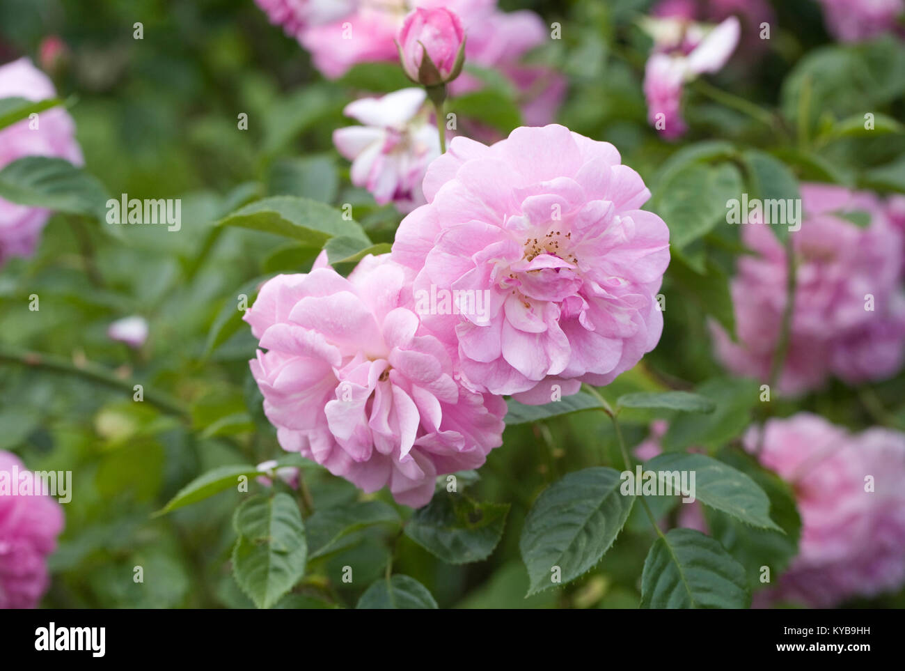 Arbuste rose roses dans le jardin. Banque D'Images