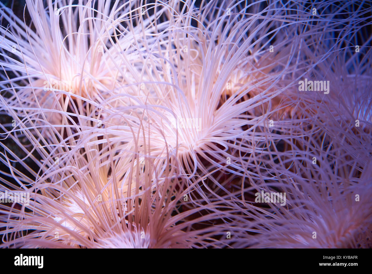 Prédateur sous-marin tropical exotique cerianthus tubicoles (anemone) Banque D'Images