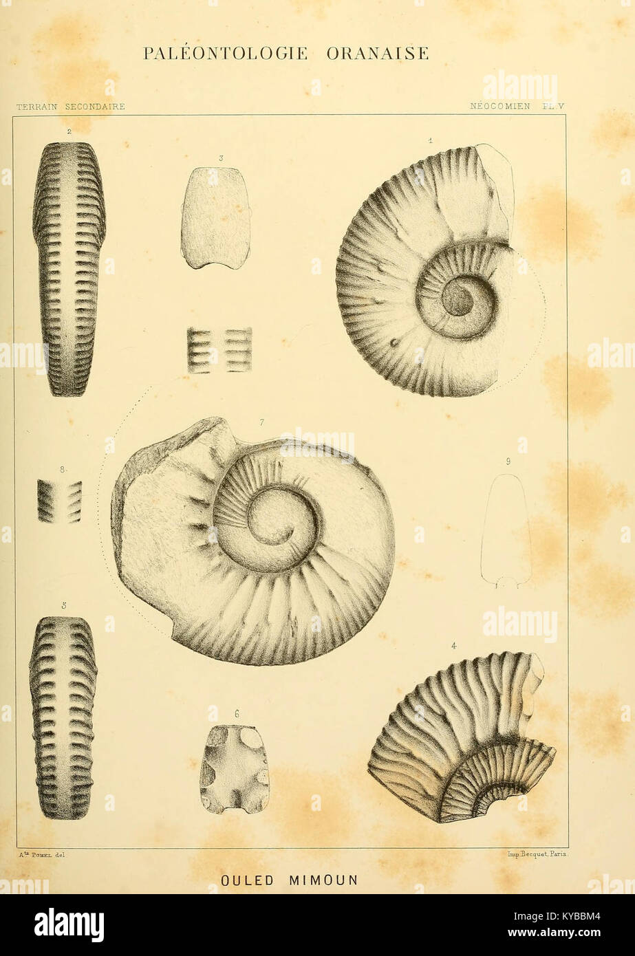 Planche V tirée de 'matériaux pour la carte géologique de l'Algérie' représentant les formations géologiques, la stratigraphie et la topographie de la région. Banque D'Images