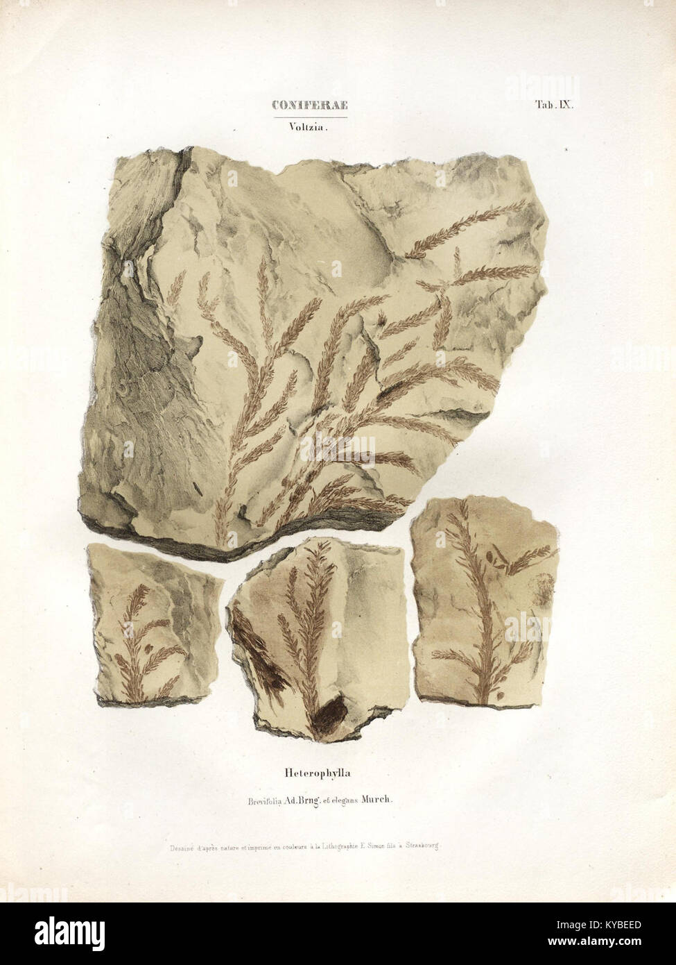 Cette illustration tirée de la monographie des plantes fossiles représente des plantes fossilisées dans le grès conglomérat des Vosges, contribuant à la paléobotanie et aux études végétales préhistoriques. Banque D'Images