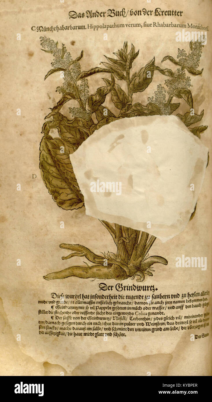 Le 'New Kreüterbuch' est un travail scientifique et historique cataloguant les plantes et leurs caractéristiques, reflétant les progrès dans l'étude botanique précoce et la classification. Banque D'Images