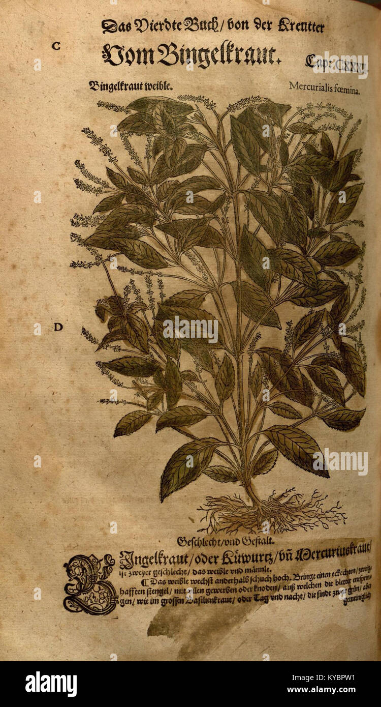 Une page imprimée du 'New Kreüterbuch', montrant des diagrammes botaniques avec un texte expliquant les propriétés médicinales et les utilisations des plantes dans les premières plantes médicinales européennes. Banque D'Images