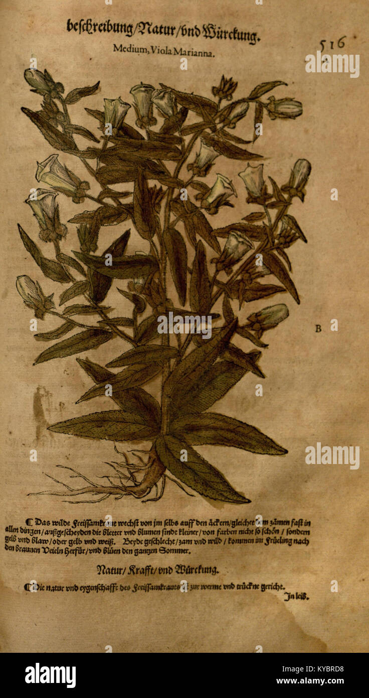 Cette édition de New Kreüterbuch montre une page de titre gravée avec bordure ornementale, un texte d’introduction sur la phytothérapie et la préface de l’auteur. Banque D'Images