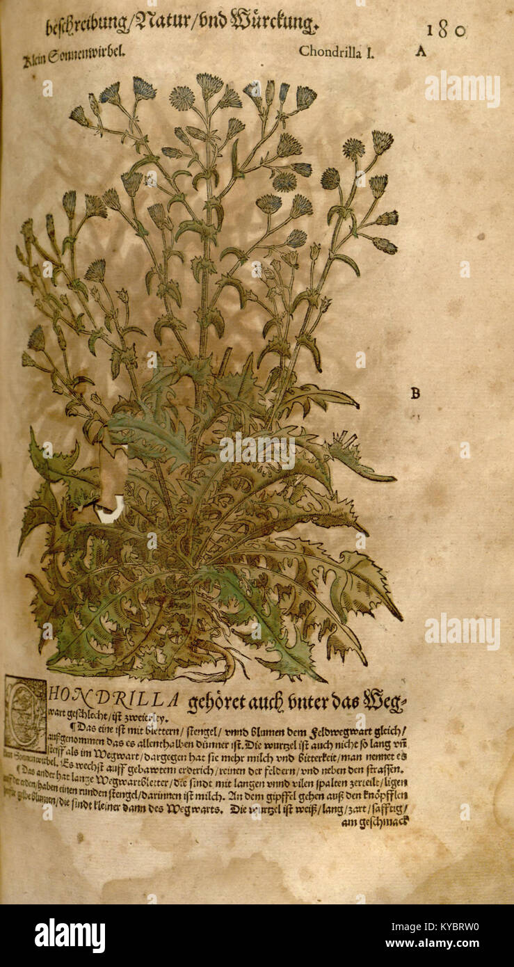 'New Kreterbuch' est un document botanique qui fournit des informations détaillées sur les espèces végétales, avec un accent sur la flore de l'île de Crète. Il fait partie d'un ensemble plus large de travaux consacrés à l'étude de la vie végétale méditerranéenne. Banque D'Images