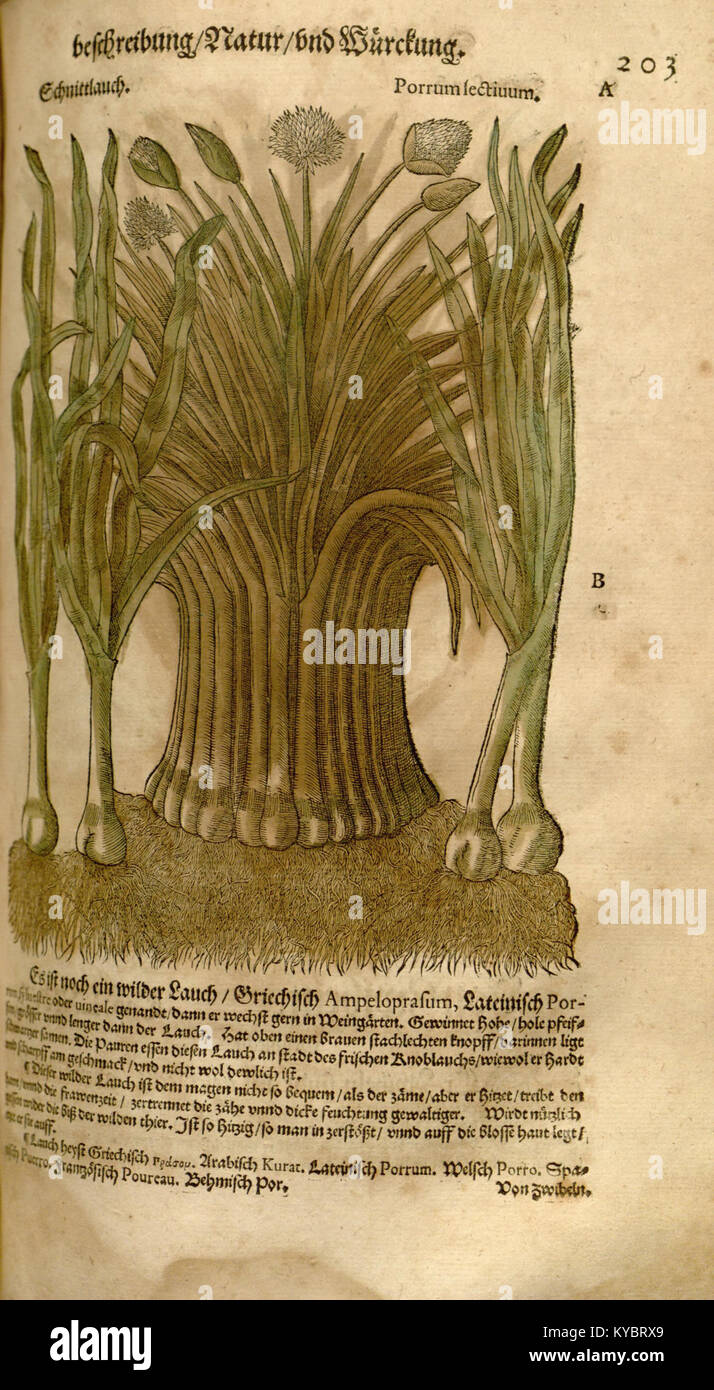 New Kreüterbuch BHL9500470 Banque D'Images