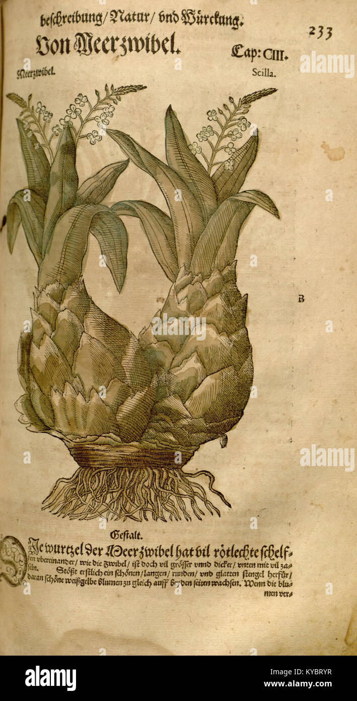 Une entrée dans le 'New Kreterbuch', un livre de référence botanique. Cette entrée fournit probablement des informations détaillées sur des espèces végétales spécifiques ou des données écologiques, contribuant à l'étude de la botanique. Banque D'Images