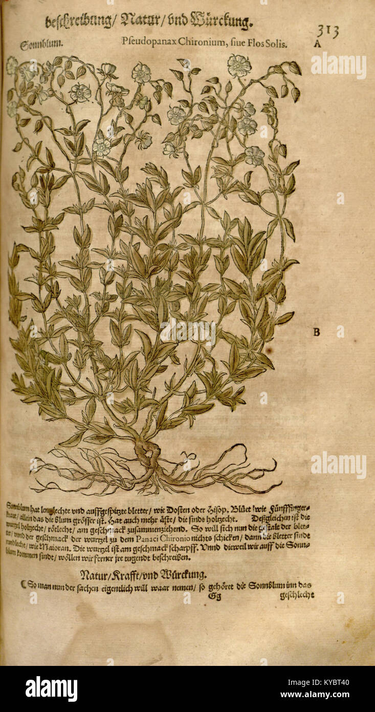 Une page imprimée du 'New Kreüterbuch', contenant des illustrations botaniques et du texte décrivant les utilisations thérapeutiques des plantes dans les premières plantes médicinales européennes. Banque D'Images