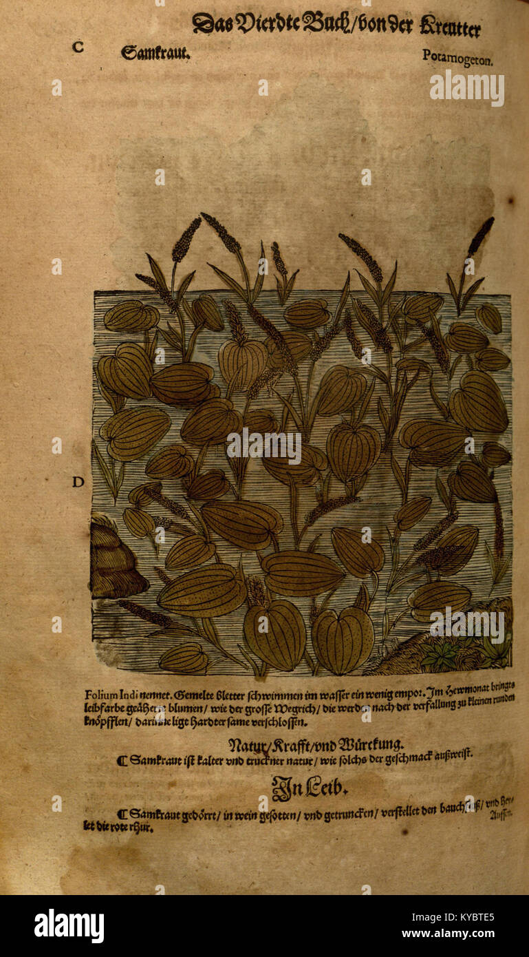 Le *New Kreüterbuch* est un texte botanique historique de l'Allemagne, qui se concentre sur la classification et l'utilisation médicinale des plantes. Il combine la description scientifique avec les connaissances traditionnelles à base de plantes du XVIe siècle. Banque D'Images
