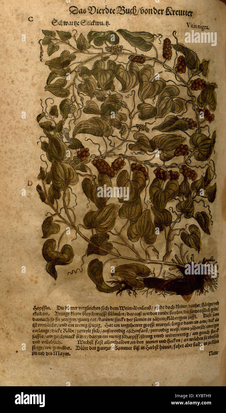Le New Kreterbuch est un dossier détaillé, cataloguant diverses plantes et observations botaniques, comme documenté dans la collection BHL. Banque D'Images
