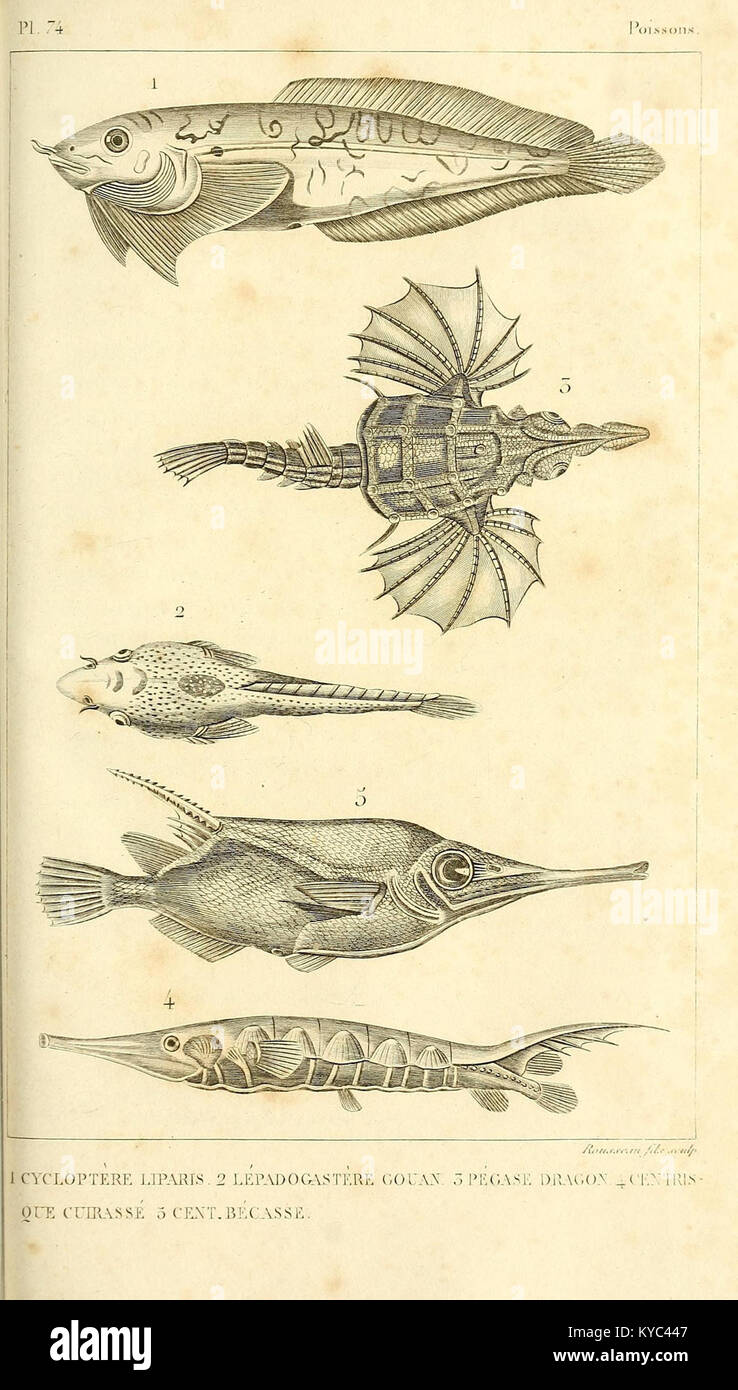 Oeuvres du comte de Lacépède (Pl. 74) (7394220060) Banque D'Images