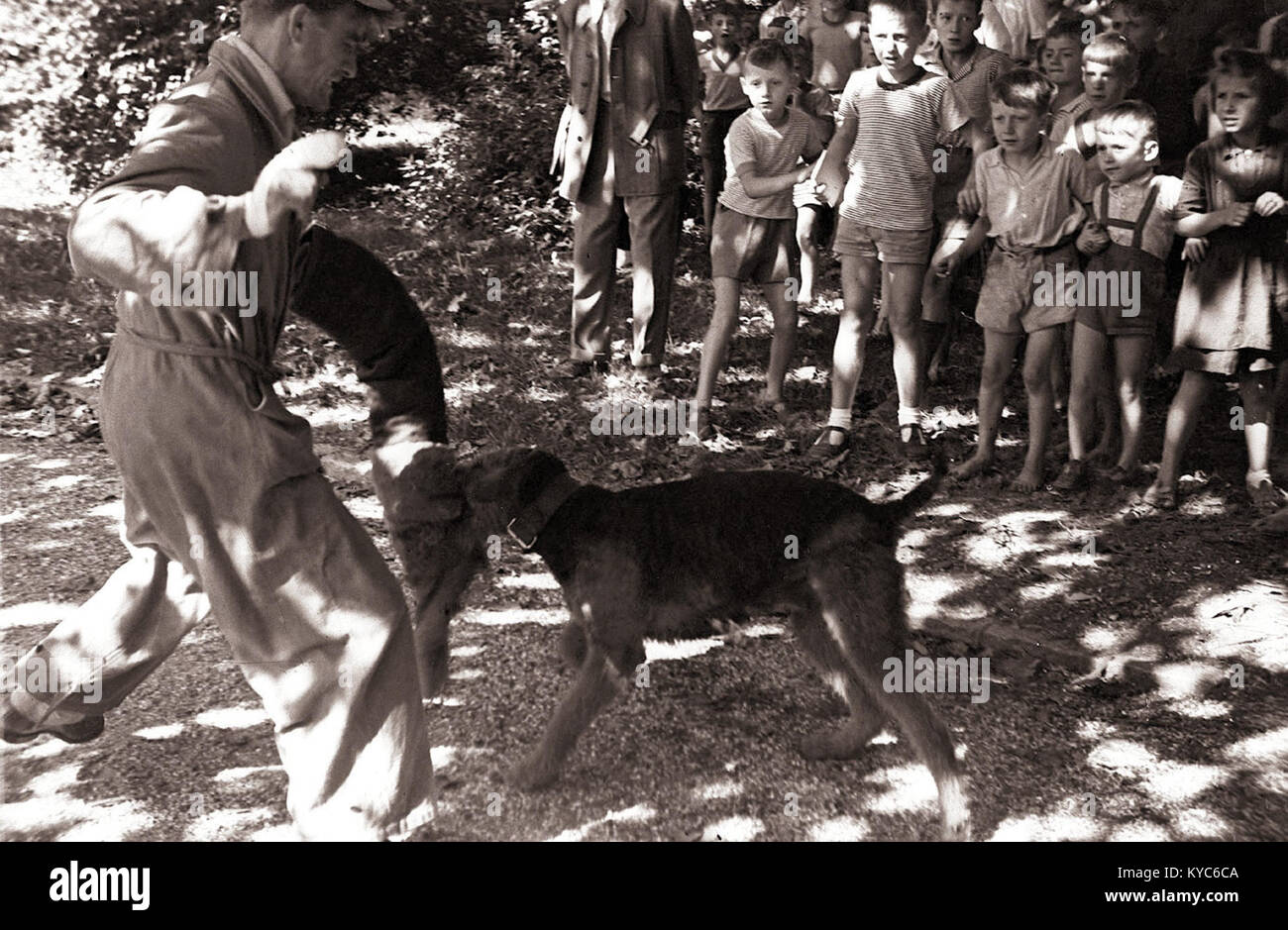 Une photographie de 1956 montre des enfants regardant un dresseur de chiens d'une société canine en Slovénie, documentant une scène éducative sur le dressage des animaux. Banque D'Images