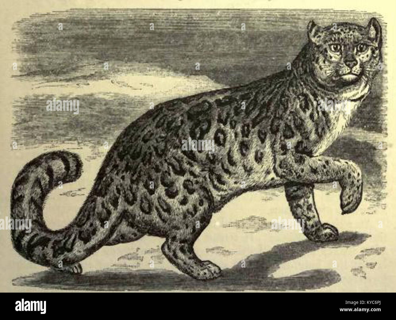 Une once, ou uncia, est une unité de poids utilisée dans divers systèmes de mesure, historiquement appliquée aux métaux précieux, aux pièces de monnaie et aux mesures de liquides dans différentes cultures. Banque D'Images