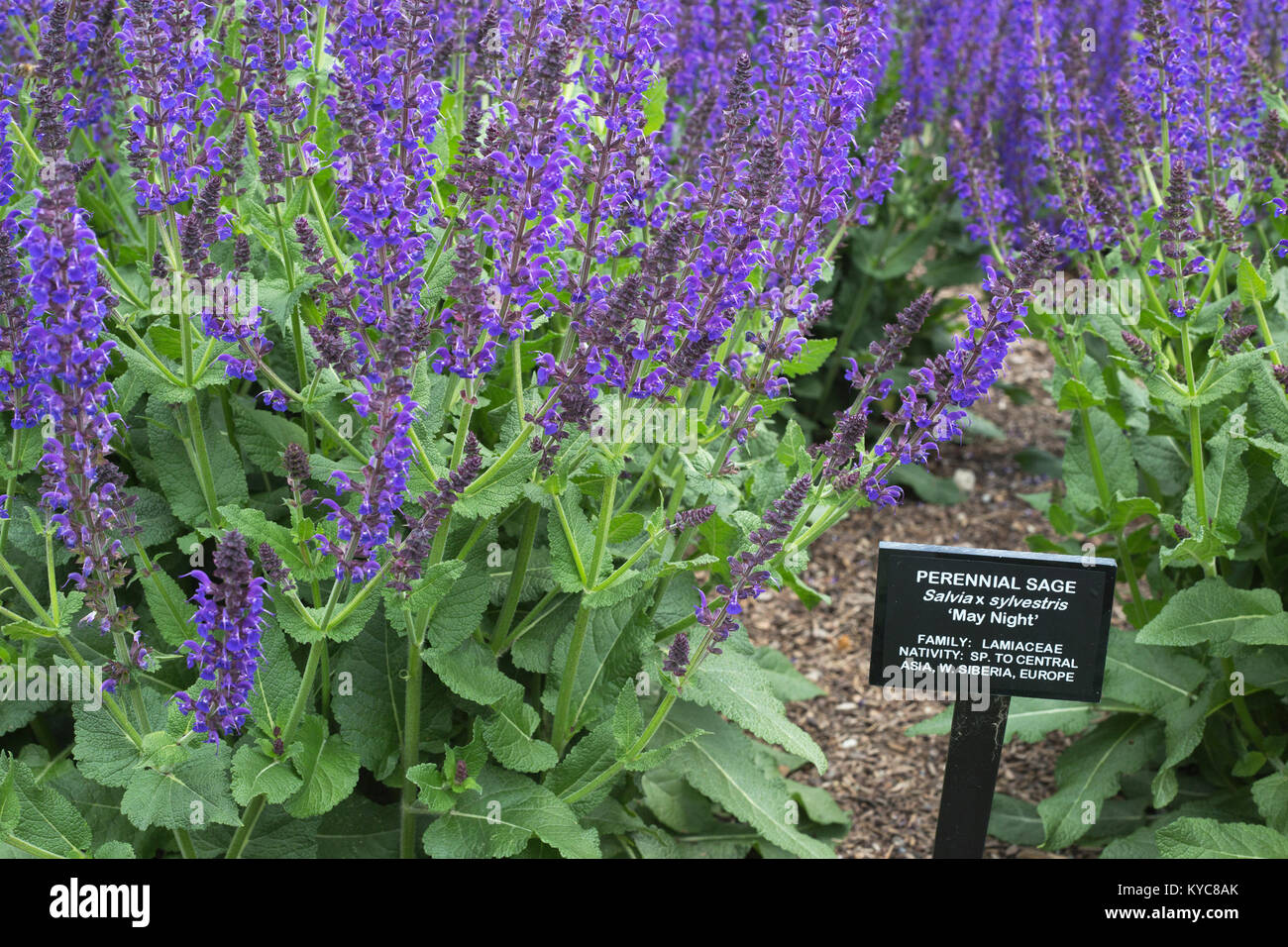 Fleurs de sauge vivace (Salvia x sylvestris) dans le jardin du zoo Banque D'Images