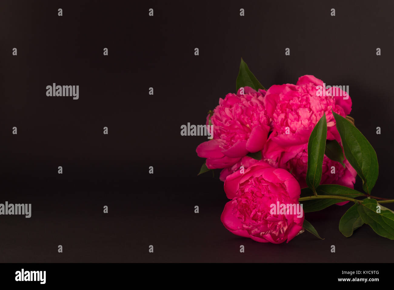 Bouquet de pivoines rose sur un fond noir. faible profondeur de champ Banque D'Images