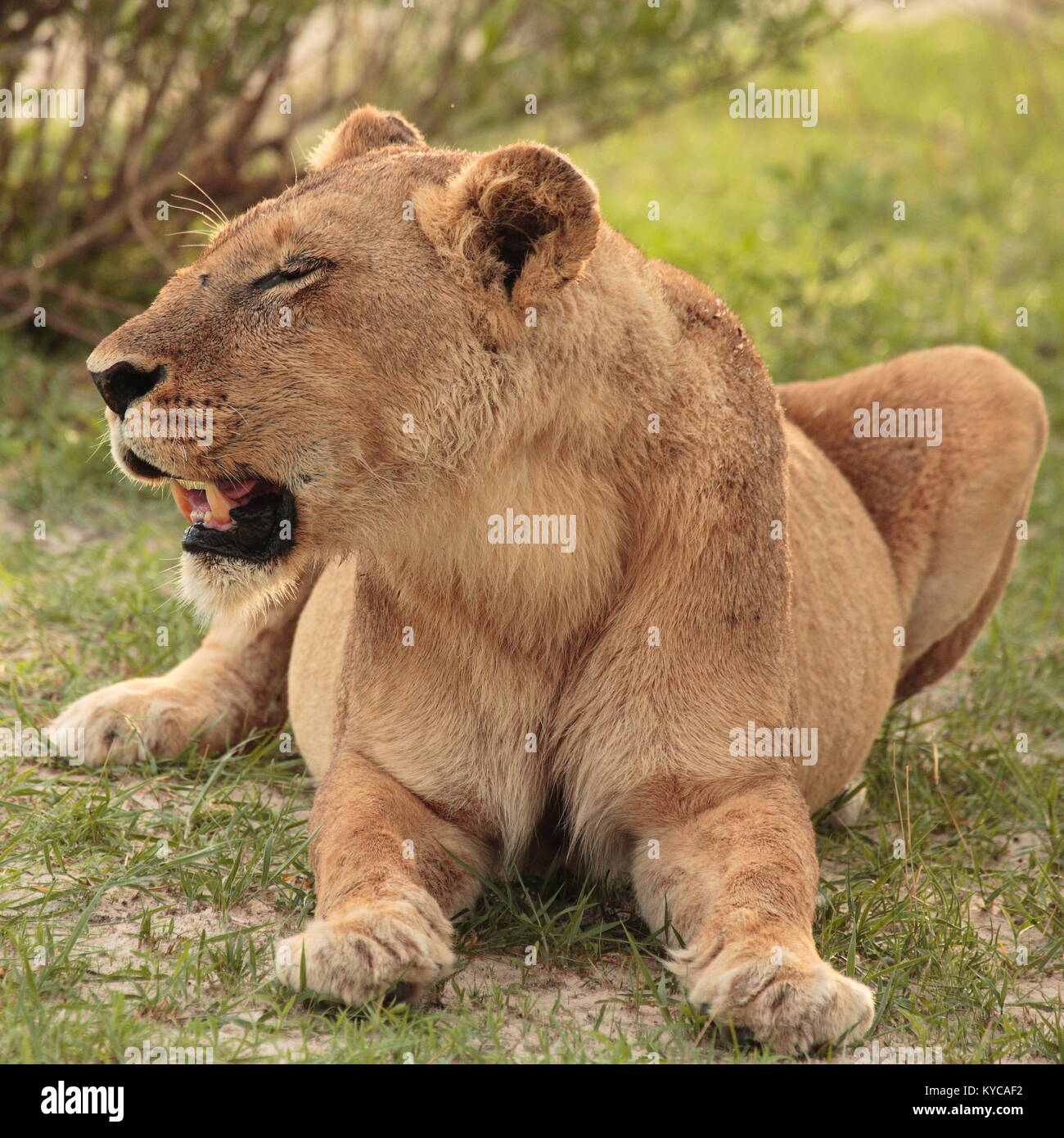 Lionne Lions d'Afrique Botswana Chobe Banque D'Images
