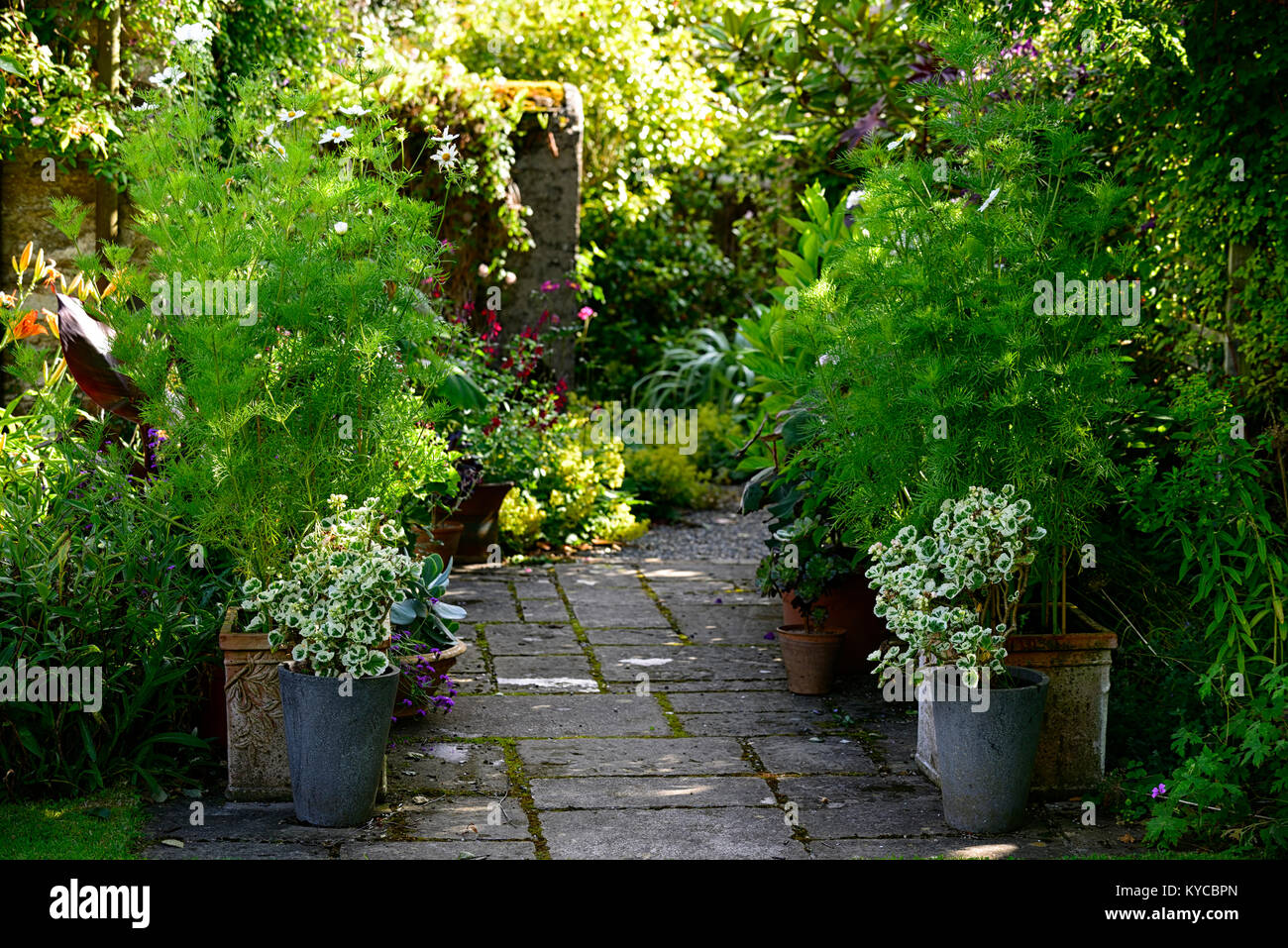 patio,entrée,pots,containers,cosmos,pelargonium variégé,isolé,luxuriant,été,jardin,jardinage,RM Floral Banque D'Images