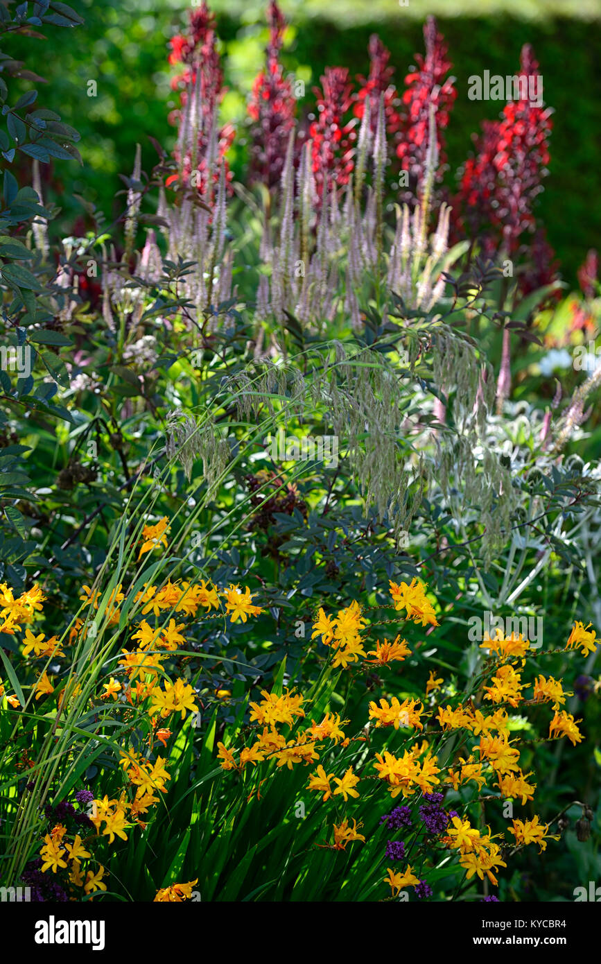 Crocosmia x crocosmiiflora,Veronicastrum virginicum,Renoncule Lobelia tupa,rose,jaune,rouge,fleurs,fleurs,spire,spires,crampon crampons,jardins,jardin,RM, Banque D'Images