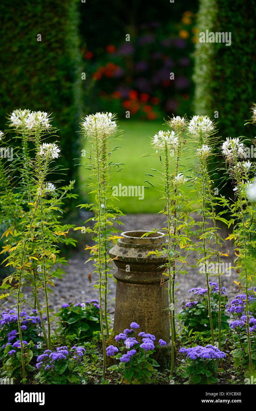 Cleome Queen Ageratum houstonianum blanc,bleu,blanc,mink annuelle fleurs,jardin,bain,Section,partager,séparer zones,jardins,jardin,formelle,,d Banque D'Images