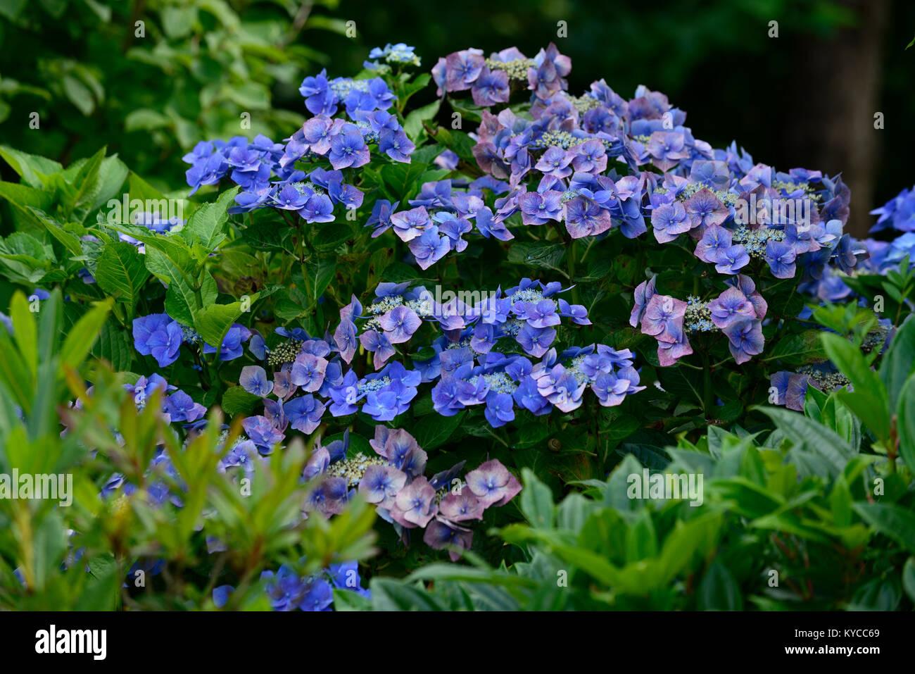 L'Hydrangea macrophylla,lacecap,bleu,fleurs,mophead mopheaded,arbuste,arbustes,fleurs,fleurs,fleurs, violet, fleurs,RM Banque D'Images