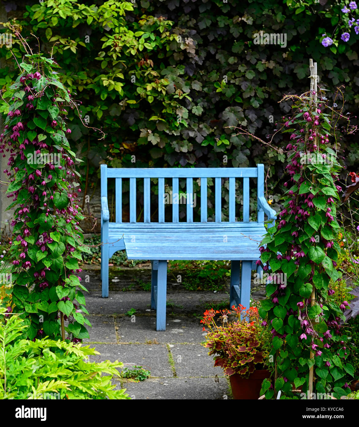 Rhodochiton atrosanguineus violet,bleu,vigne bell,siège,banc coin,patio,vignes,,grimpeur,rampante,train,formation,bambou,trépied wigwam,flower,fleurs,flow Banque D'Images