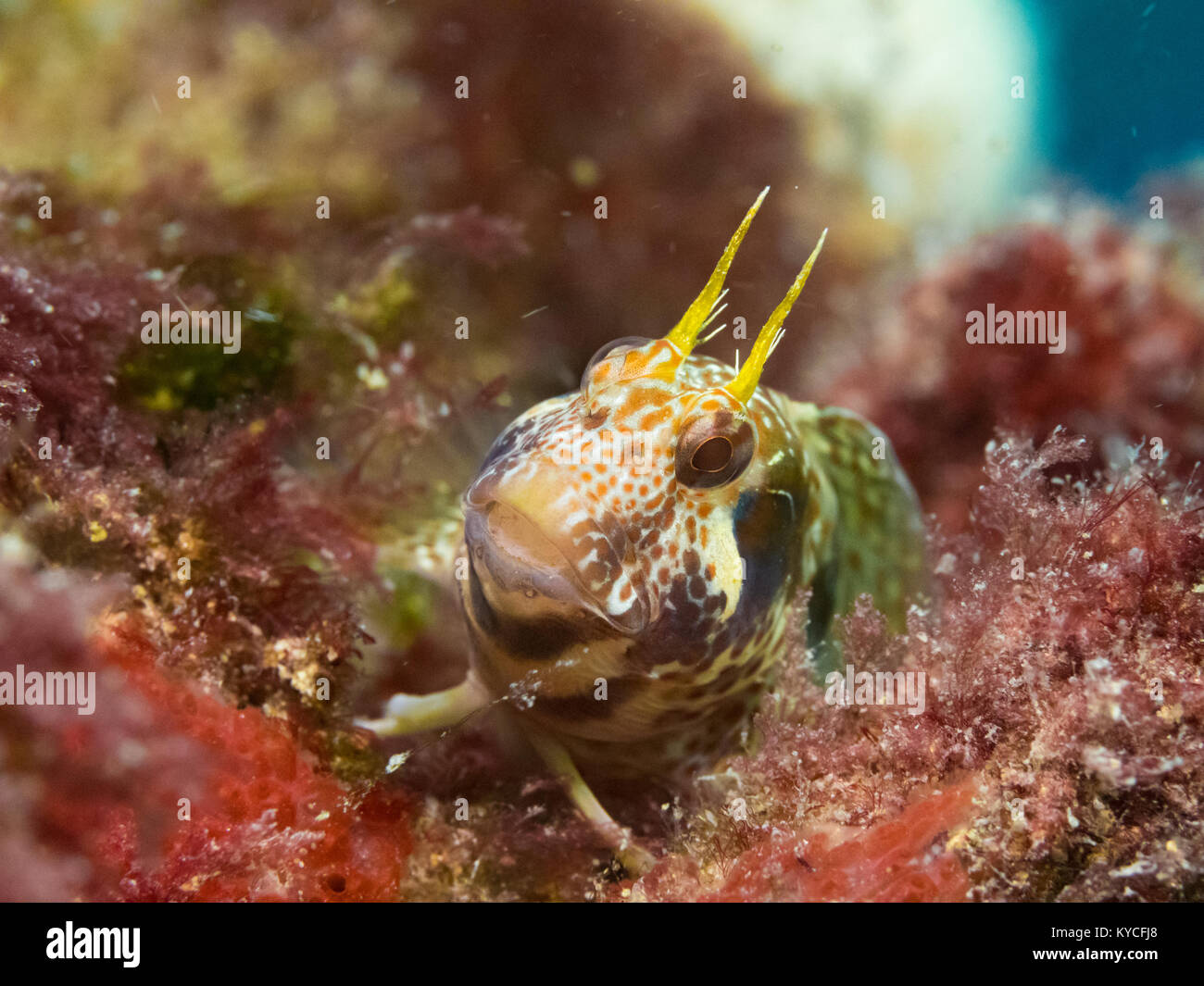 Blennies cornu de près colomiers grain terminal ouest de l'Australie Banque D'Images