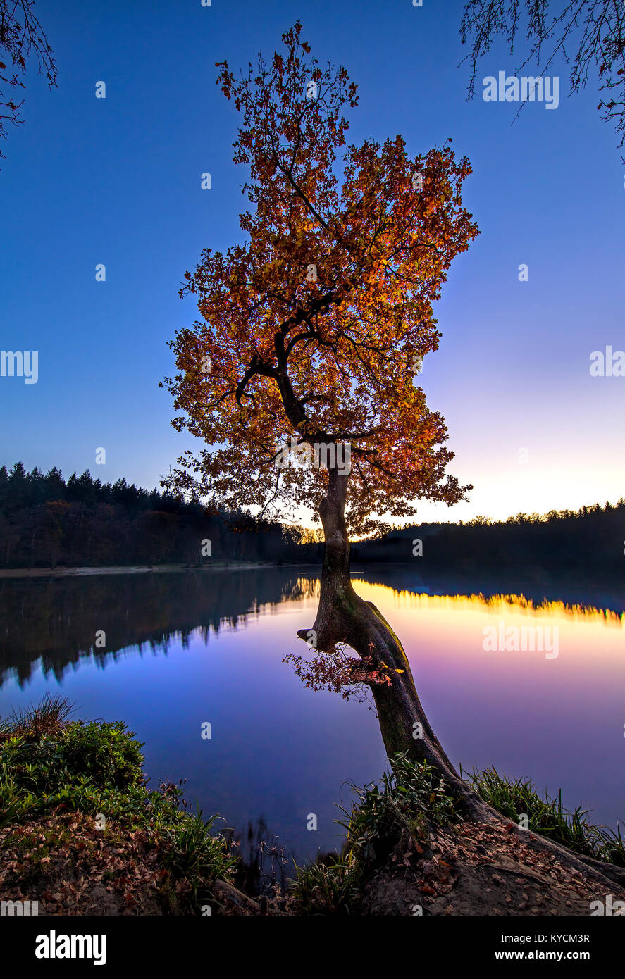 Un magnifique coucher de soleil au bord du lac d'automne qui brillait à travers les feuilles d'automne d'un arbre bien faite avec de beaux reflets sur l'eau calme serein-télévision. Banque D'Images