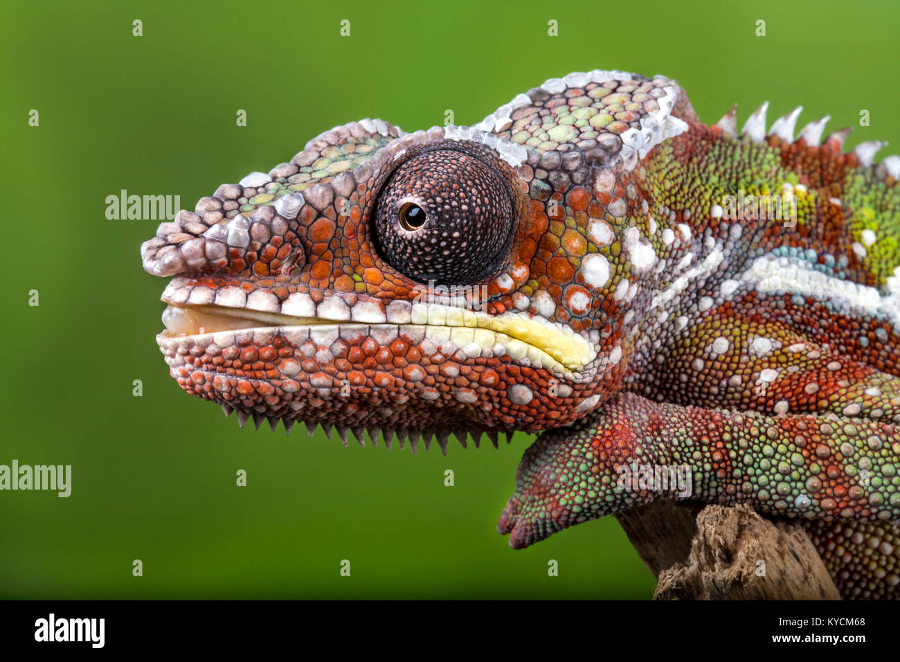 Un caméléon panthère colorée à l'avant et sur le point de frapper avec une langue c'est avec la version.. Banque D'Images