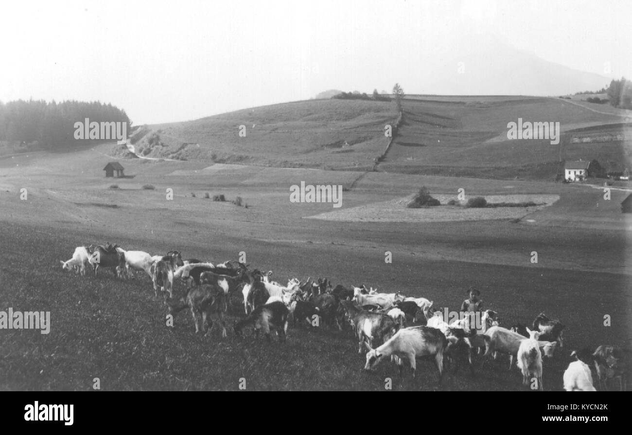 Pâturage dans les environs de Cerknica en Slovénie, montrant le bétail sur un champ ouvert près de la ville de Cerknica et du paysage karstique. Banque D'Images