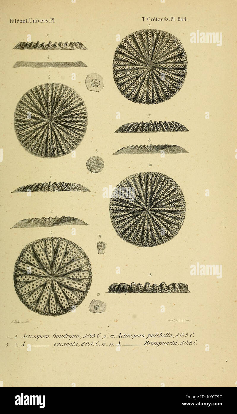 La planche 644 de 'Paléontologie française' comprend des illustrations détaillées de fossiles documentant des espèces préhistoriques et contribuant à la recherche paléontologique française. Banque D'Images