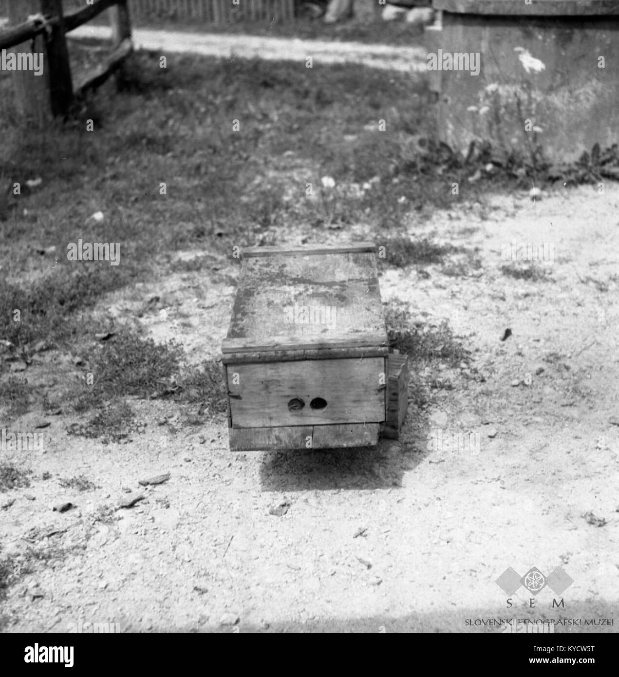 Photographie de 1961 montrant un oiseau capturé pour étude à Brinje, Slovénie. L'oiseau est examiné pour son comportement de nidification. Banque D'Images
