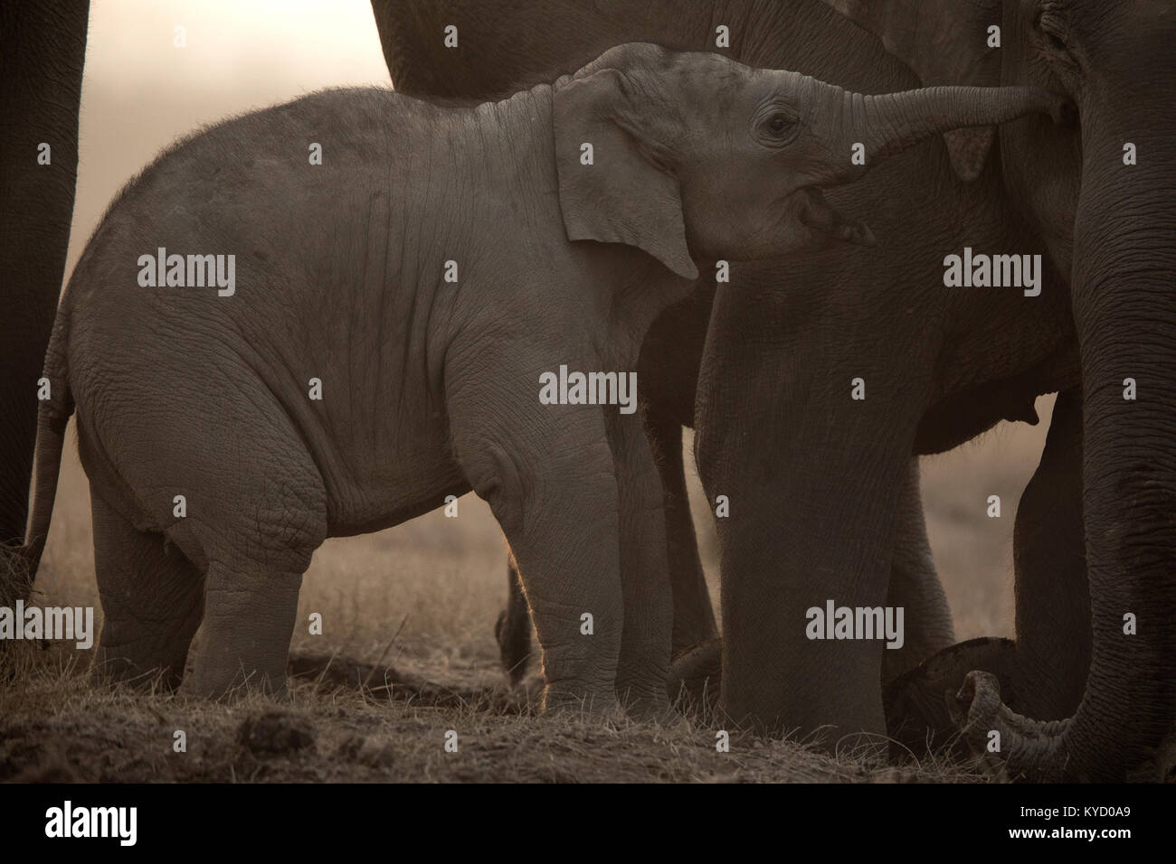 Les éléphants asiatiques à Corbett National Park Banque D'Images