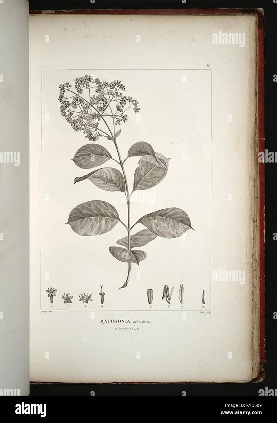 La planche 29 de 'plantes quinoxiales recueillies au Mexique' illustre une espèce végétale originaire de la zone équinoctiale du Mexique, fournissant une documentation visuelle détaillée pour la recherche botanique. Banque D'Images